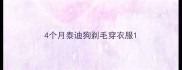 4个月泰迪狗剃毛穿衣服