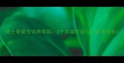 哈士奇最佳饲养年龄3个关键阶段与注意事项全