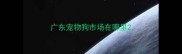 广东宠物狗市场在哪里