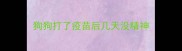 狗狗打了疫苗后几天没精神