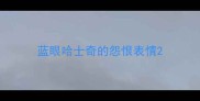 蓝眼哈士奇的怨恨表情