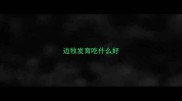 边牧发育吃什么好