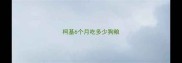 柯基6个月吃多少狗粮