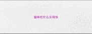 猫咪吃什么长得快
