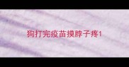 狗打完疫苗摸脖子疼
