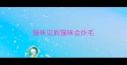 猫咪见到猫咪会炸毛