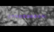 三个月的泰迪能剃毛吗