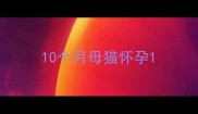 10个月母猫怀孕