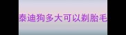 泰迪狗多大可以剃胎毛