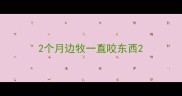 2个月边牧一直咬东西