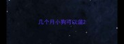 几个月小狗可以遛