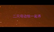 二只母边牧一起养