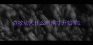 边牧幼犬什么时候才开始乖