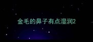 金毛的鼻子有点湿润