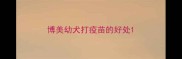博美幼犬打疫苗的好处