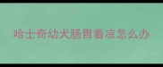 哈士奇幼犬肠胃着凉怎么办