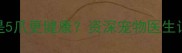 专业拉布拉多4爪还是5爪更健康资深宠物医生详解犬爪发育全指南