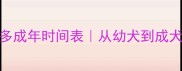 拉布拉多成年时间表从幼犬到成犬全攻略