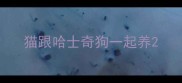 猫跟哈士奇狗一起养