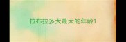 拉布拉多犬最大的年龄