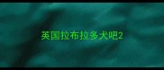 英国拉布拉多犬吧