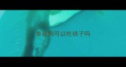 泰迪狗可以吃桃子吗