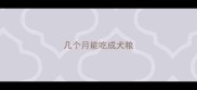 几个月能吃成犬粮
