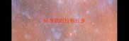 标准奶白拉布拉多