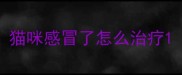 猫咪感冒了怎么治疗
