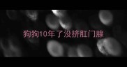 狗狗10年了没挤肛门腺
