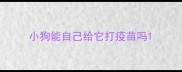 小狗能自己给它打疫苗吗