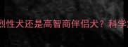 边境牧羊犬性格烈性犬还是高智商伴侣犬科学解答边牧行为特征