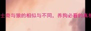 哈士奇与狼的相似与不同养狗必看的真相科普