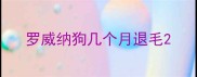 罗威纳狗几个月退毛