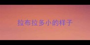 拉布拉多小的样子