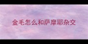 金毛怎么和萨摩耶杂交