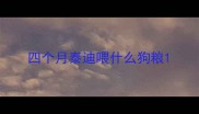 四个月泰迪喂什么狗粮
