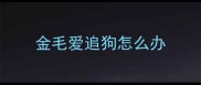 金毛爱追狗怎么办