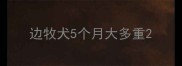边牧犬5个月大多重