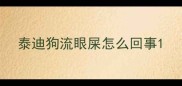 泰迪狗流眼屎怎么回事