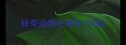 给泰迪修毛要多少钱