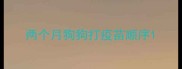 两个月狗狗打疫苗顺序