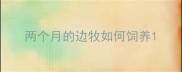 两个月的边牧如何饲养