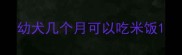 幼犬几个月可以吃米饭