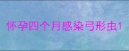 怀孕四个月感染弓形虫