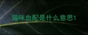 猫咪血配是什么意思