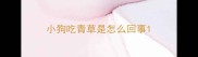 小狗吃青草是怎么回事