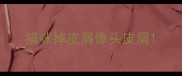 猫咪掉皮屑像头皮屑