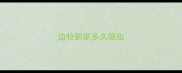 边牧到家多久驱虫