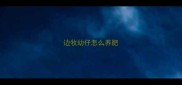 边牧幼仔怎么养肥